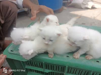 Persian cat with baby for sale