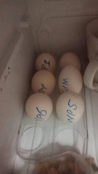 Eggs White Parrot beak 03129597219