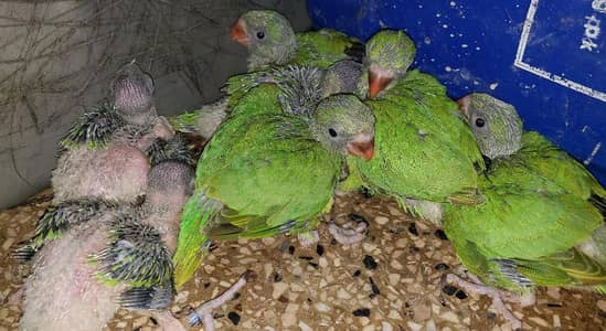 Green Chicks Mithu Ringneck