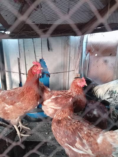 Golden Misri and Lohman Brown