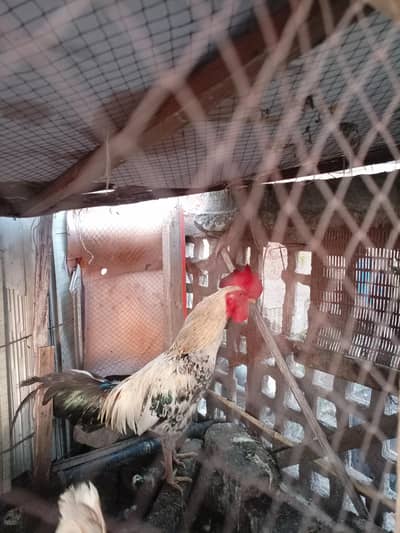 Golden Misri Cock Male