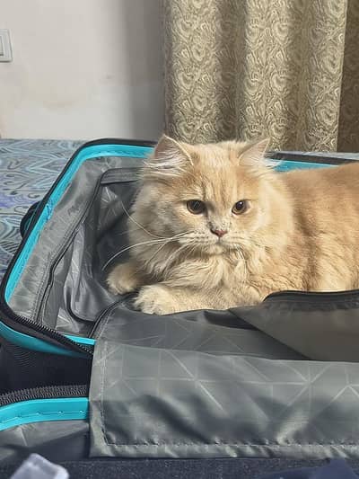 Fluffy Creamy Orange Persian Cat – Healthy, Calm & Super Cute 