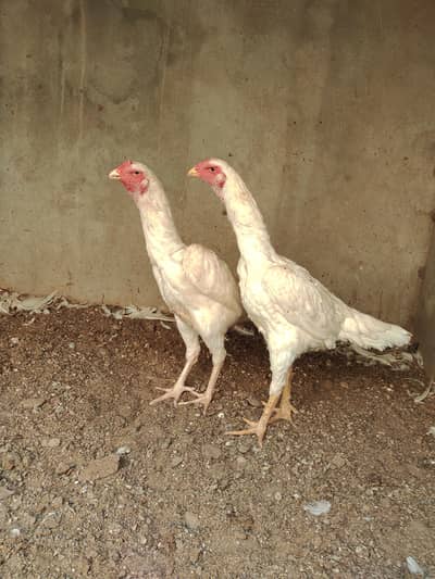 white O shamo female ( ketrina  muler blood line)