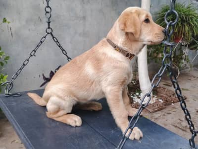 Labrador retriever puppy