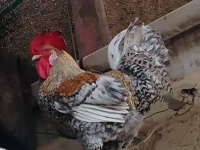 Plymouth Rock chicken Male