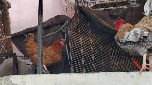 Golden misri Hen