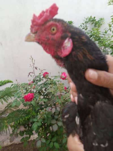 white year 6 month age patha