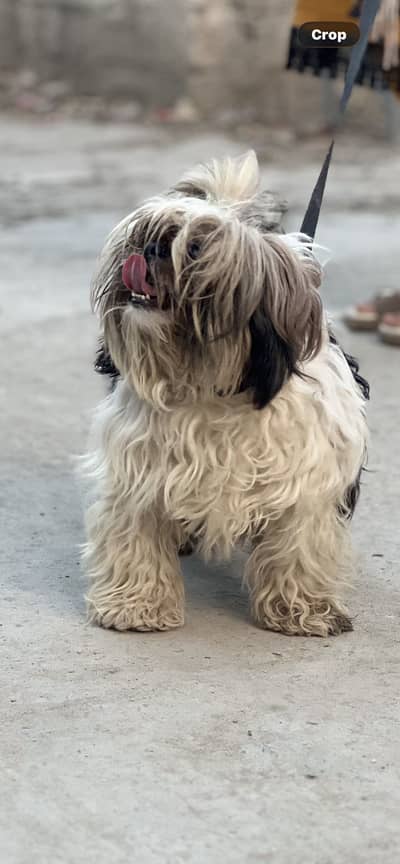 shitzu (cherry) female