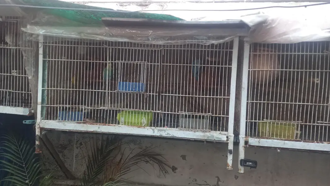 × Solid iron Cages 3 ×1.8 ft ,,. whatsapp, 03007000074 — photo 2