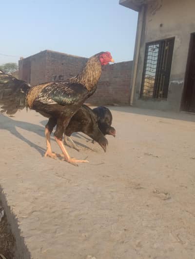 Aseel Pure Ghar Ka pala Murga in Jawa category