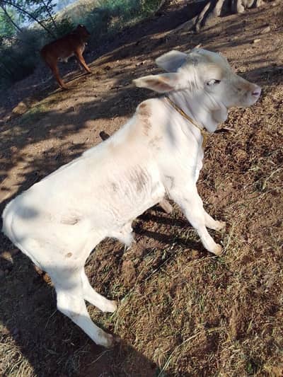 cow and bacha for sale