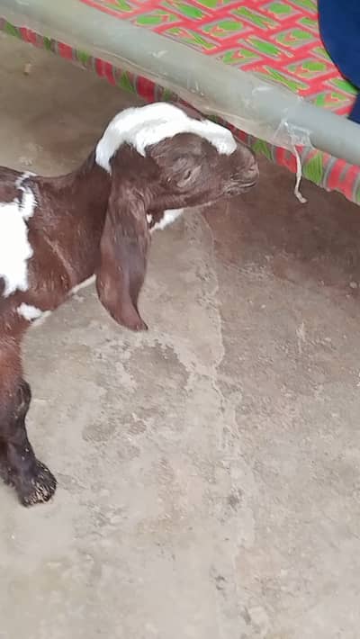 Healthy 1 Month Old Goat Kids Available – Urgent Sale