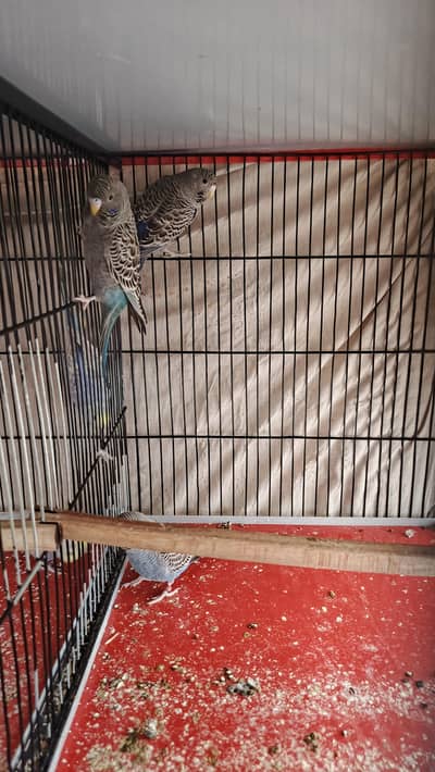 BLACK FACE BUDGIE AVAILABLE FOR SALE