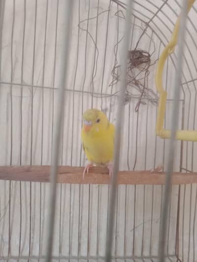 No sale only exchange