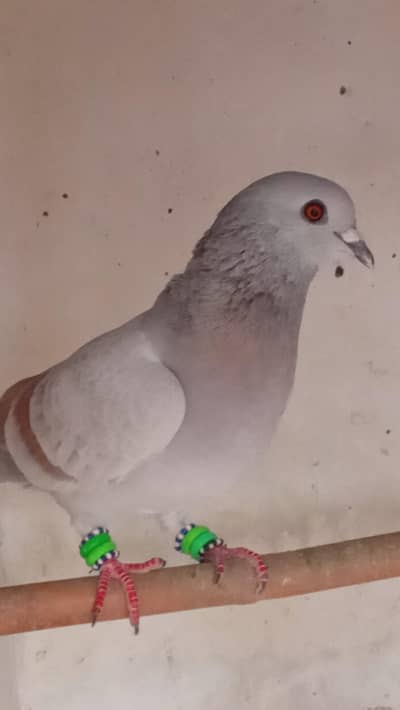 kasni lalband male hai larta howa