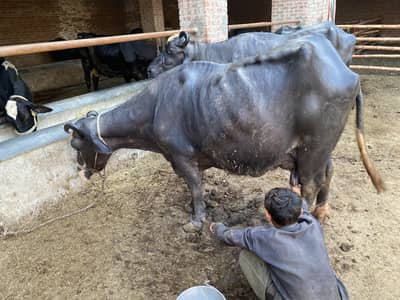 3 cows and 3 buffalo with childs from farm