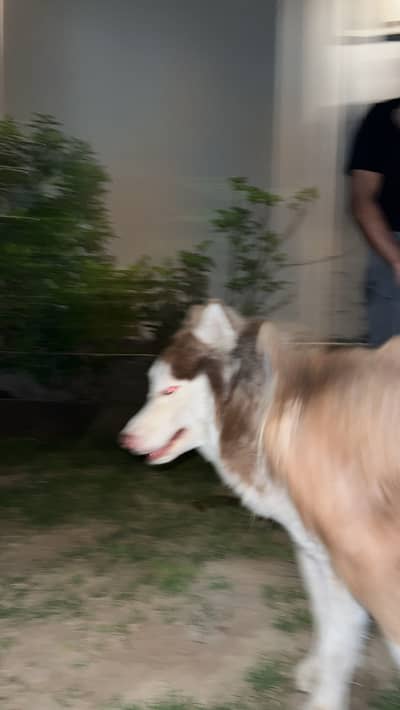 3years old blue eyes female husky