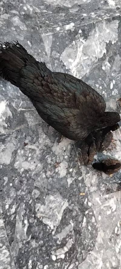 Aseel hen with 7 chick