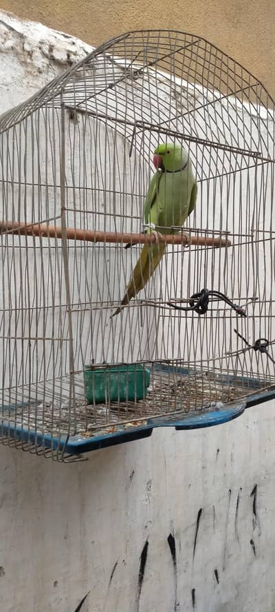 Green parrot Male