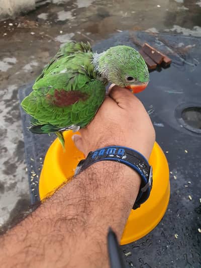 Kashmiri Raw Parrots
