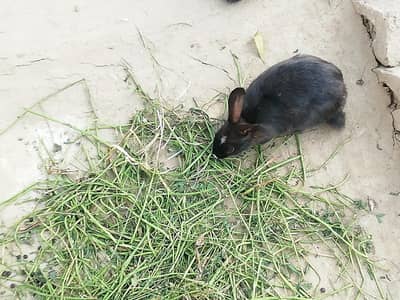 Rabbits for sale
