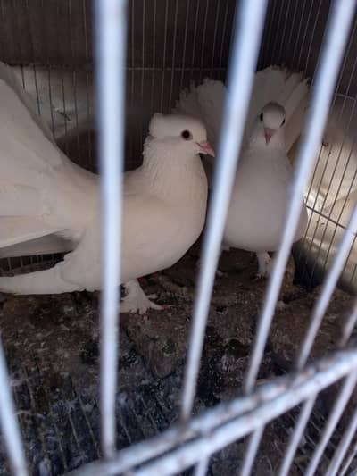 Lakhy breeder pair for sale