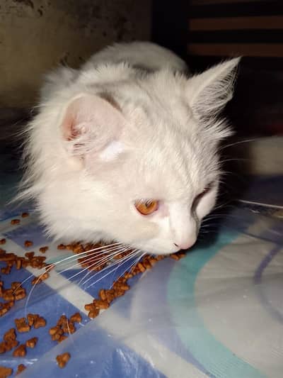 vaccinated howe hain