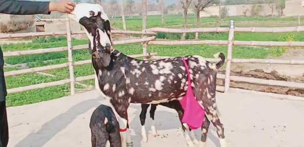 2 Bacchon ka sath Desi Bakri For Sale/ +03246711890