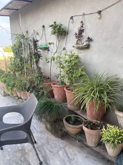 ideal  nursery plants to beautify home 10/10 condition