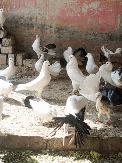 Fancy indian fantail