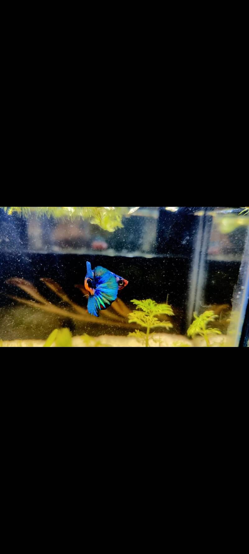 BLUE ACARA Cichlid & BETTA FISH 2