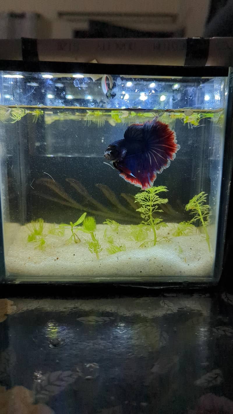 Betta Fish 0