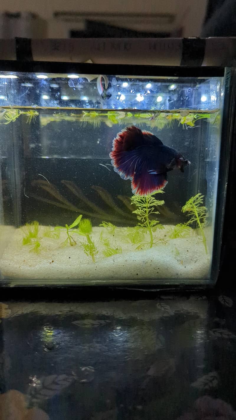 Betta Fish 1