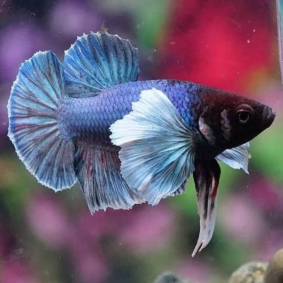Betta Fish 3