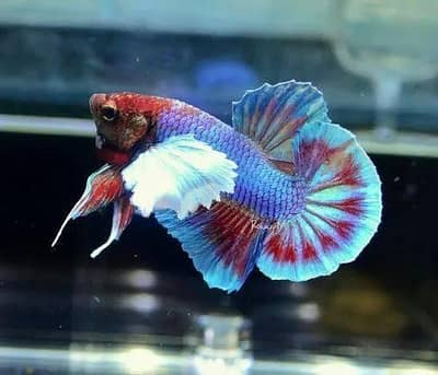 Dumbo ear Betta Fish