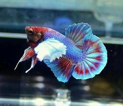 Betta Fish 4
