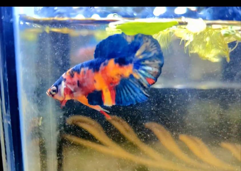 Betta Fish 5