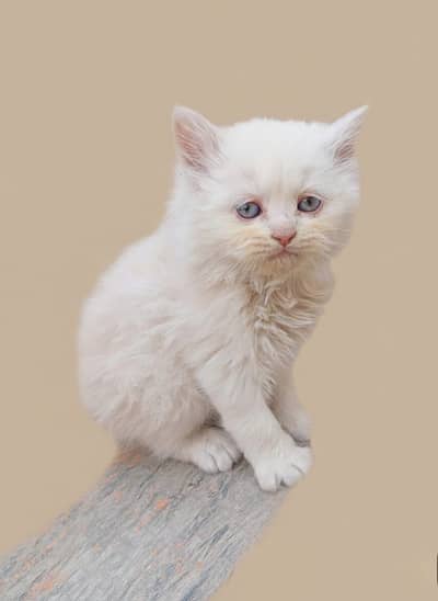 Pure persian with blue eyes punch face