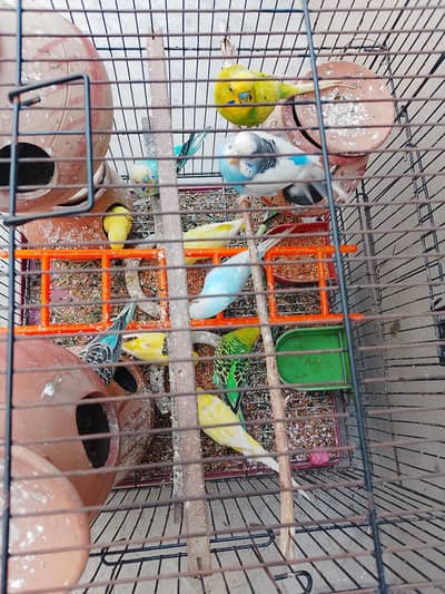 Full Breeder pair ( Ready to Breed ) 1200 per pair