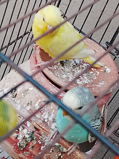 Budgie pair ( 900 per pair)