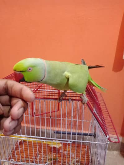 ring neck face to face talking male Sami team