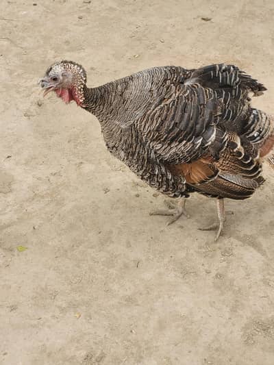 Female Turkey for Sale (4–5 kg) – Burewala