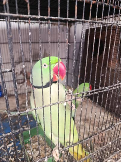 raw parrot
