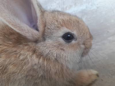 1 brown flemish rabbit baby urgent sale