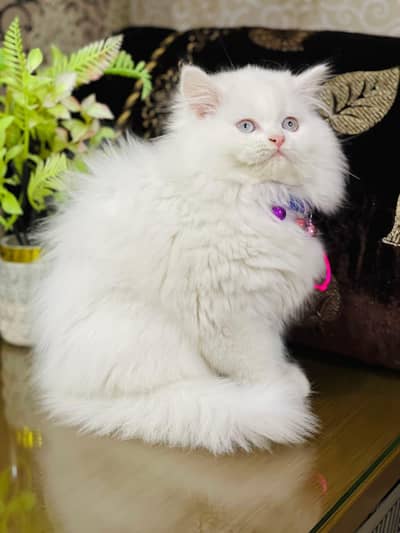 persian cat baby for sale.