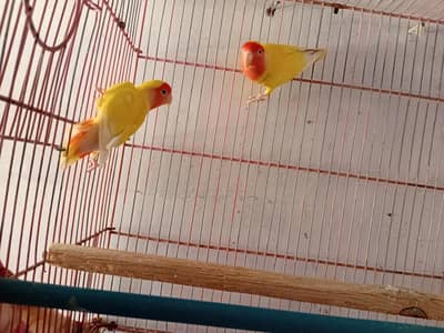 lotino red eyes pair