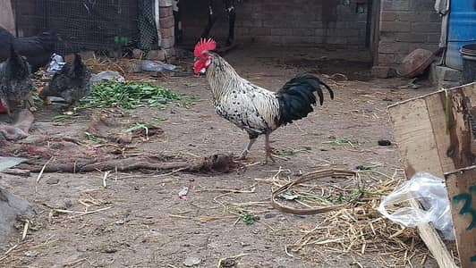 cage / pingra morgha 1800