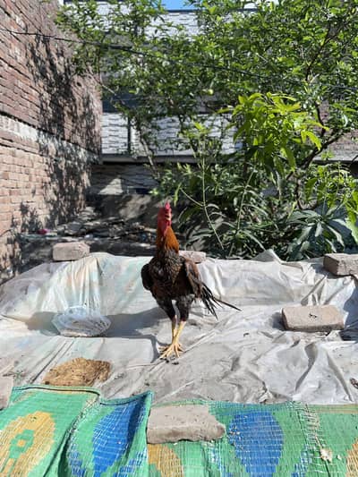 Aseel Sindhi khubsurat murga 03490163612