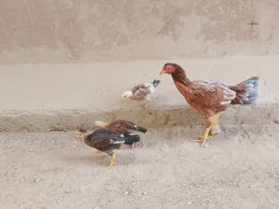 hen with 3 chicks age 5 months