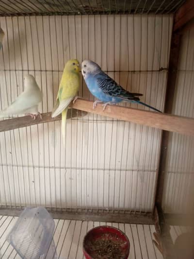 1 pair and 2 male good quality